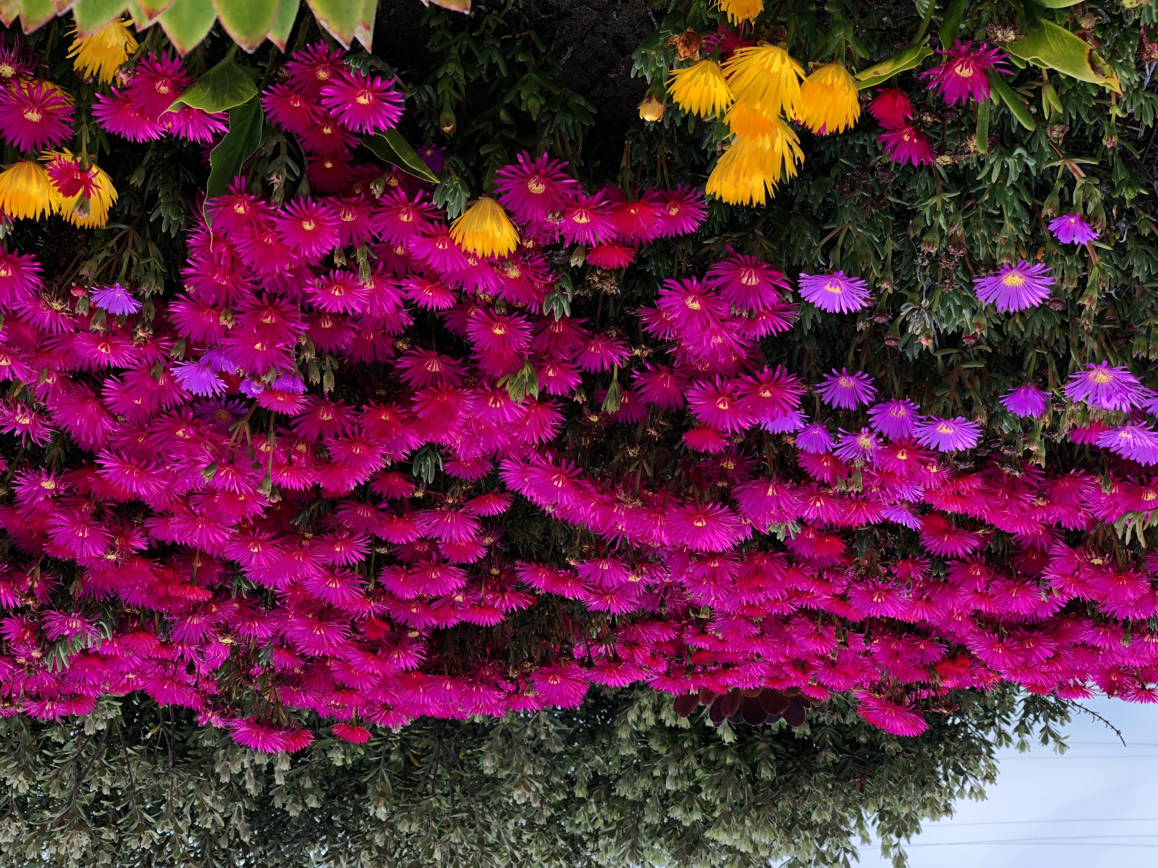 الطالب محمد